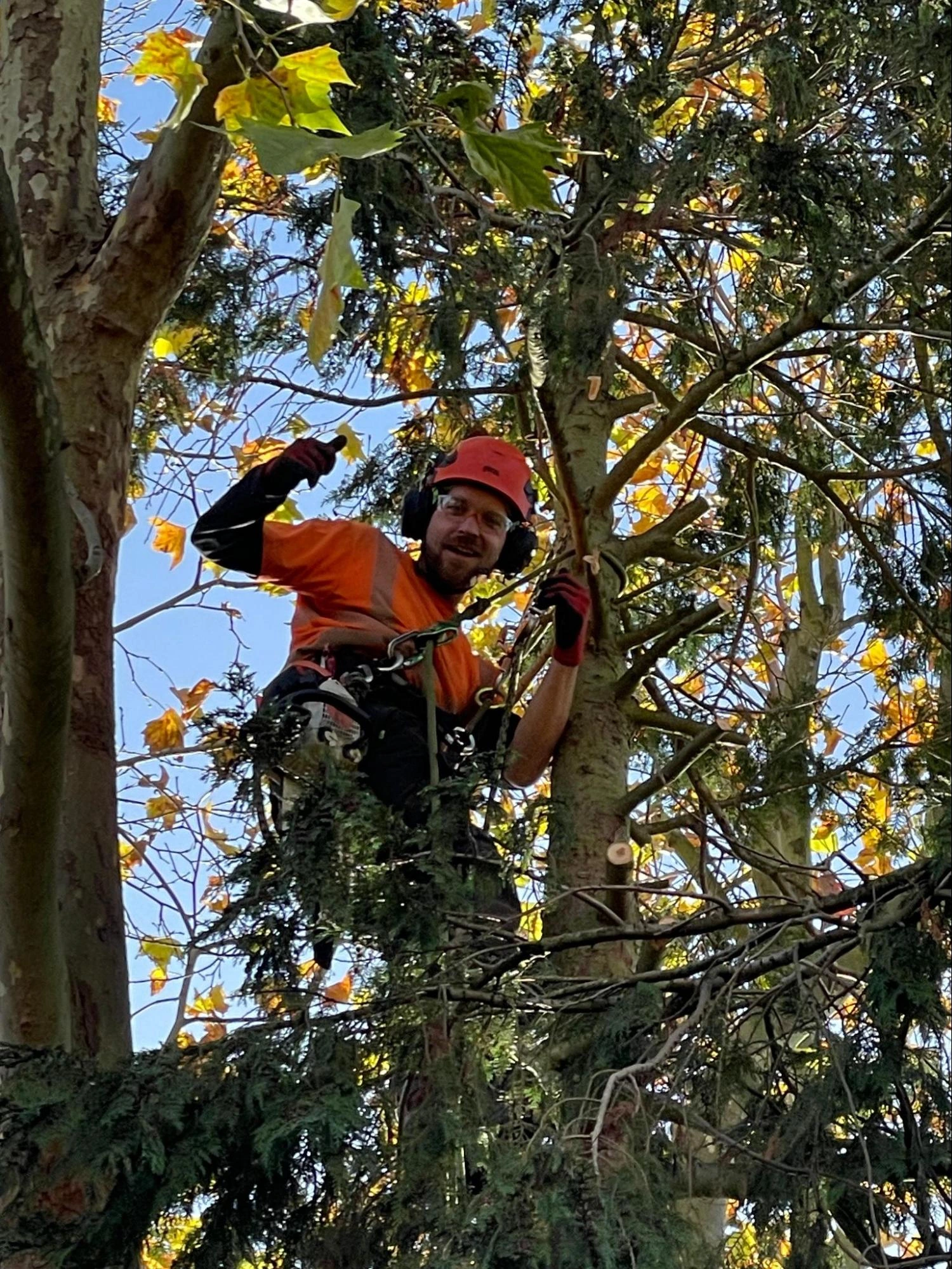 Takeley Tree Care Experts